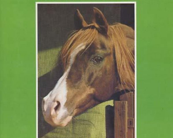stallion Nizar 1953 ox (Arabian thoroughbred, 1953, from Nizzam 1943 ox)