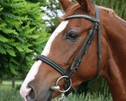 dressage horse Dramatica (Hanoverian, 2008, from Dramatic)