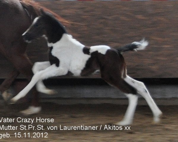 jumper Cheyenne (Westphalian, 2013, from Crazy Horse)