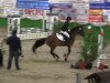 jumper Golden Boy 108 (German Riding Pony, 1994, from Golden Springfield B)