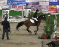 jumper Golden Boy 108 (German Riding Pony, 1994, from Golden Springfield B)