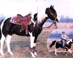 stallion Ette Boy (Paint Horse,  , from The Brown Hulk xx)