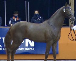 dressage horse Novêl (KWPN (Royal Dutch Sporthorse), 2018, from Dettori)