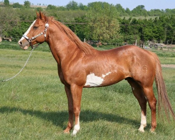 stallion Dunnit Cowboy Star (Paint Horse, 1998, from Dunnit Like A Cowboy)