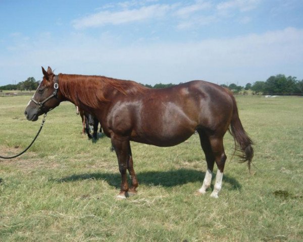 Zuchtstute Cowboys Belle Bar (Quarter Horse, 1997, von Dunnit Like A Cowboy)