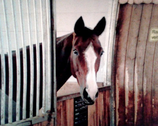 horse Piconda (Trakehner, 1989, from Itaxerxes)