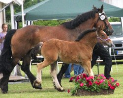 horse Stute 2012 NRW v. Emilio (Rhenish-German Cold-Blood, 2012, from Emilio)