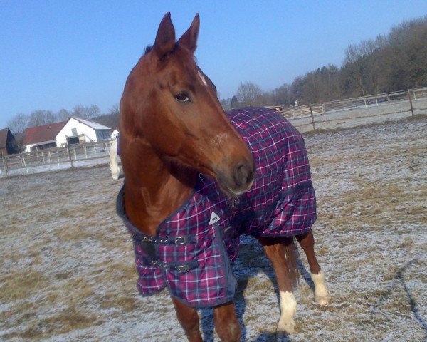 dressage horse Lambada (Hanoverian, 2000, from Brentano II)