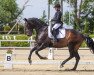 dressage horse Indiana Jones 52 (Rhinelander, 2018, from Indian Rock)