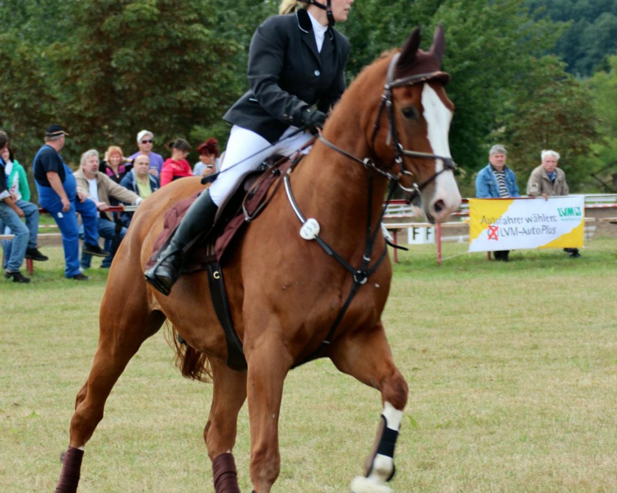 jumper Null Null Sieben (German Sport Horse, 2005, from Niro 8)