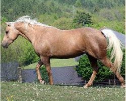 broodmare Golden Dry Creek (Quarter Horse,  , from Jac O Rima)