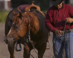 Deckhengst Golden Mc Jac (Quarter Horse, 1999, von Jac O Rima)