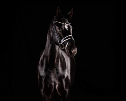 dressage horse Fantastische Lotte (Deutsches Sportpferd, 2018, from Fürsten-Look)