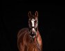 dressage horse Lord Locksley 15 (Westphalian, 2008, from Lugato)