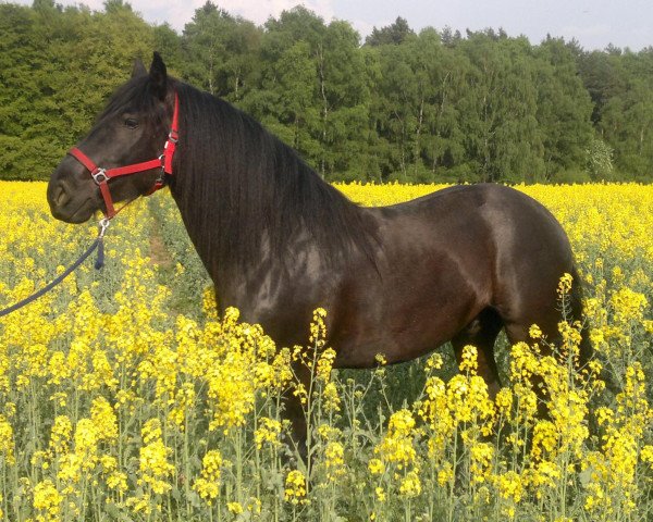 Pferd Qumquat (Mérens/Ariègeois, 2004, von ISATIS)