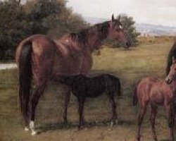 broodmare Hurricane xx (Thoroughbred, 1859, from Wild Dayrell xx)