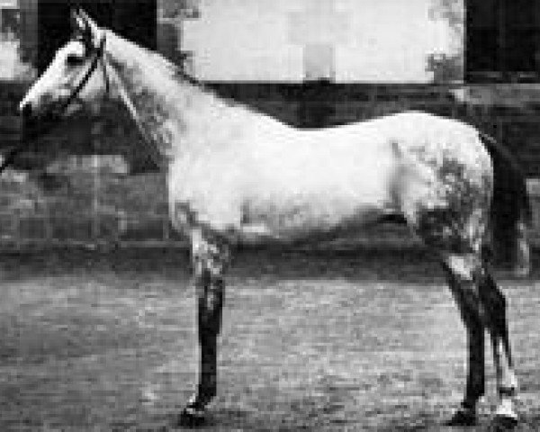 stallion Le Sancy xx (Thoroughbred, 1884, from Atlantic xx)