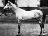 stallion Le Sancy xx (Thoroughbred, 1884, from Atlantic xx)
