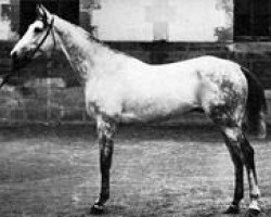 stallion Le Sancy xx (Thoroughbred, 1884, from Atlantic xx)