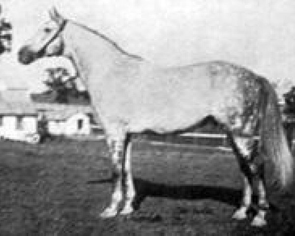 stallion Royal Canopy xx (Thoroughbred, 1914, from Roi Herode xx)