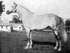 stallion Royal Canopy xx (Thoroughbred, 1914, from Roi Herode xx)