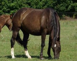 Zuchtstute Poco Dualena (Quarter Horse, 2004, von Smart Dualline)