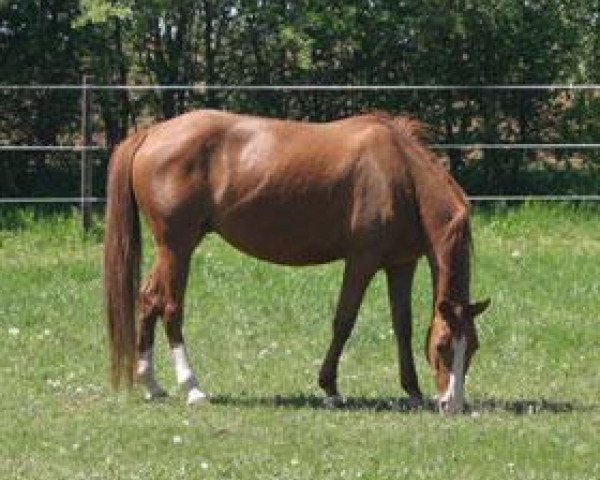 broodmare Smartin Little Easy (Quarter Horse, 2006, from Smartin Off)