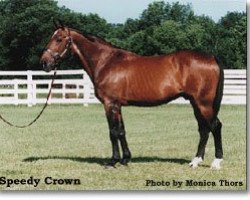 stallion Speedy Crown 9498H (US) (American Trotter, 1968, from Speedy Scot US-108446)