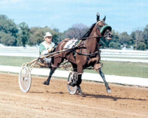 stallion Silent Majority 80961 (US) (American Trotter, 1969, from Henry T. Adios (US))