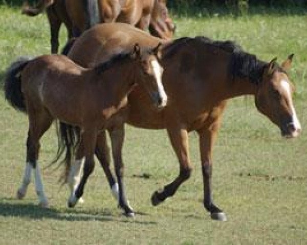 broodmare Remedy Freckles (Quarter Horse, 2006, from Dunnit Like A Cowboy)