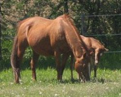 broodmare Quixotes Rainbow (Quarter Horse, 1996, from Smartin Off)