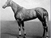 Pferd Mumtaz Begum xx (Englisches Vollblut, 1932, von Blenheim II xx)