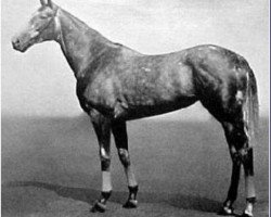 broodmare Mumtaz Begum xx (Thoroughbred, 1932, from Blenheim II xx)