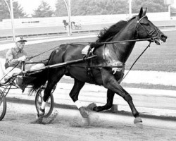 stallion Nevele Pride 7308E (US) (American Trotter, 1965, from Star's Pride 80141 (US))