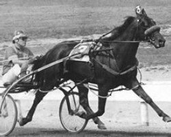 stallion Abercrombie 7343S (US) (American Trotter, 1975, from Silent Majority 80961 (US))