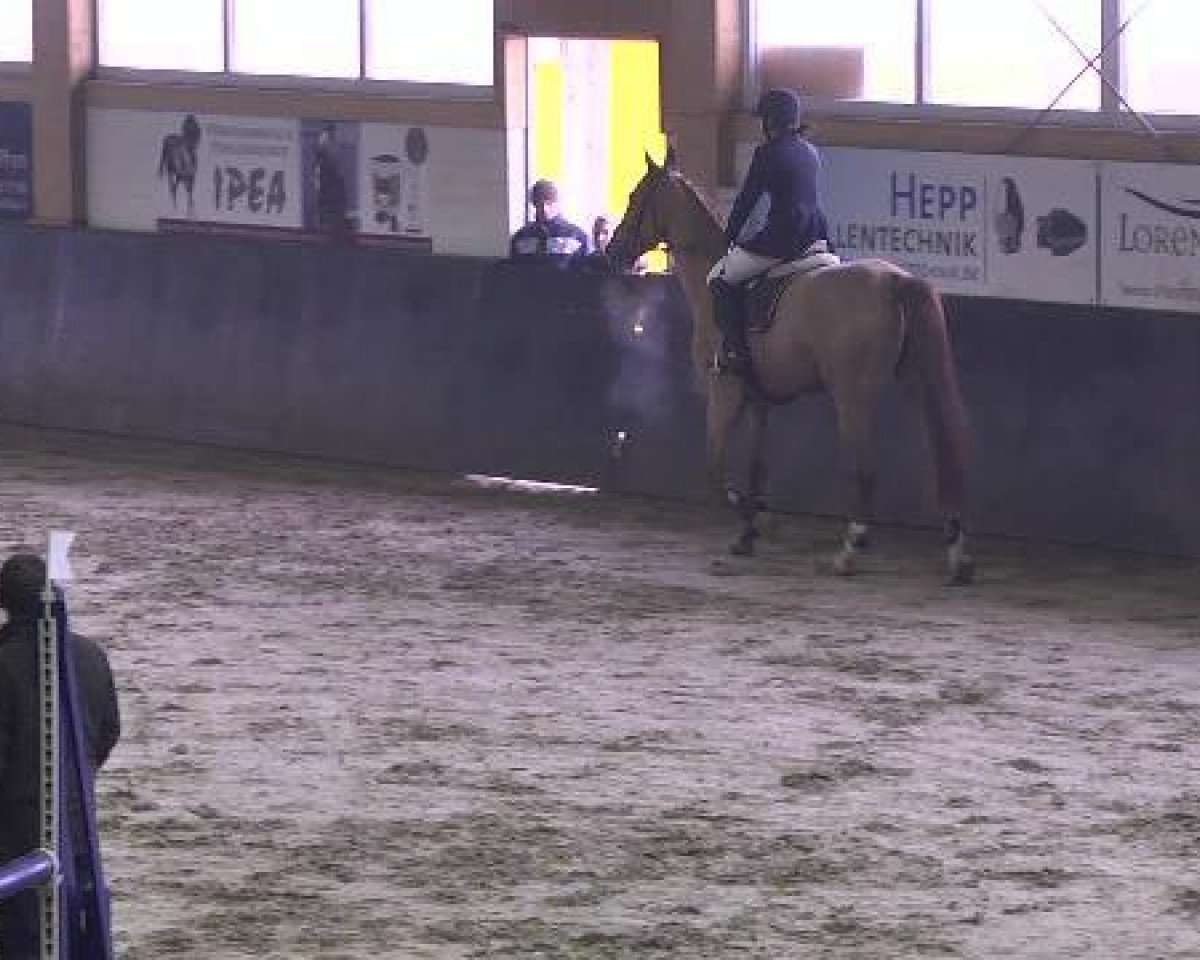 Springpferd Goldenjoy (Württemberger, 2008, von Champion For Pleasure)
