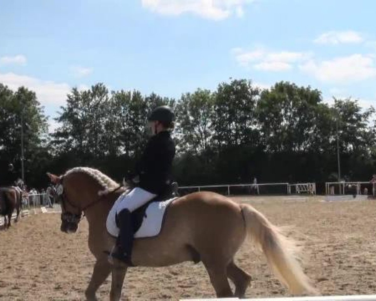 dressage horse Mephisto PV (Westphalian, 2002, from Multistar)