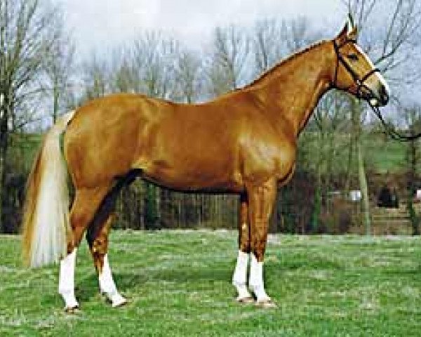 stallion Eros Platiere (Selle Français, 1992, from Papillon Rouge)