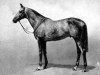 stallion Auralia xx (Thoroughbred, 1943, from The Satrap xx)