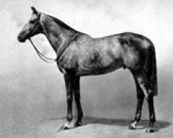 stallion Auralia xx (Thoroughbred, 1943, from The Satrap xx)