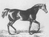 stallion Ganges AA (Anglo-Arabs, 1845, from Burgsdorff xx)