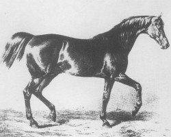 stallion Ganges AA (Anglo-Arabs, 1845, from Burgsdorff xx)