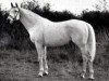 stallion The Satrap xx (Thoroughbred, 1924, from The Tetrarch xx)