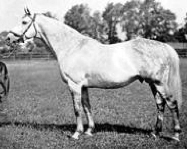 horse Mr. Jinks xx (Thoroughbred, 1926, from Tetratema xx)