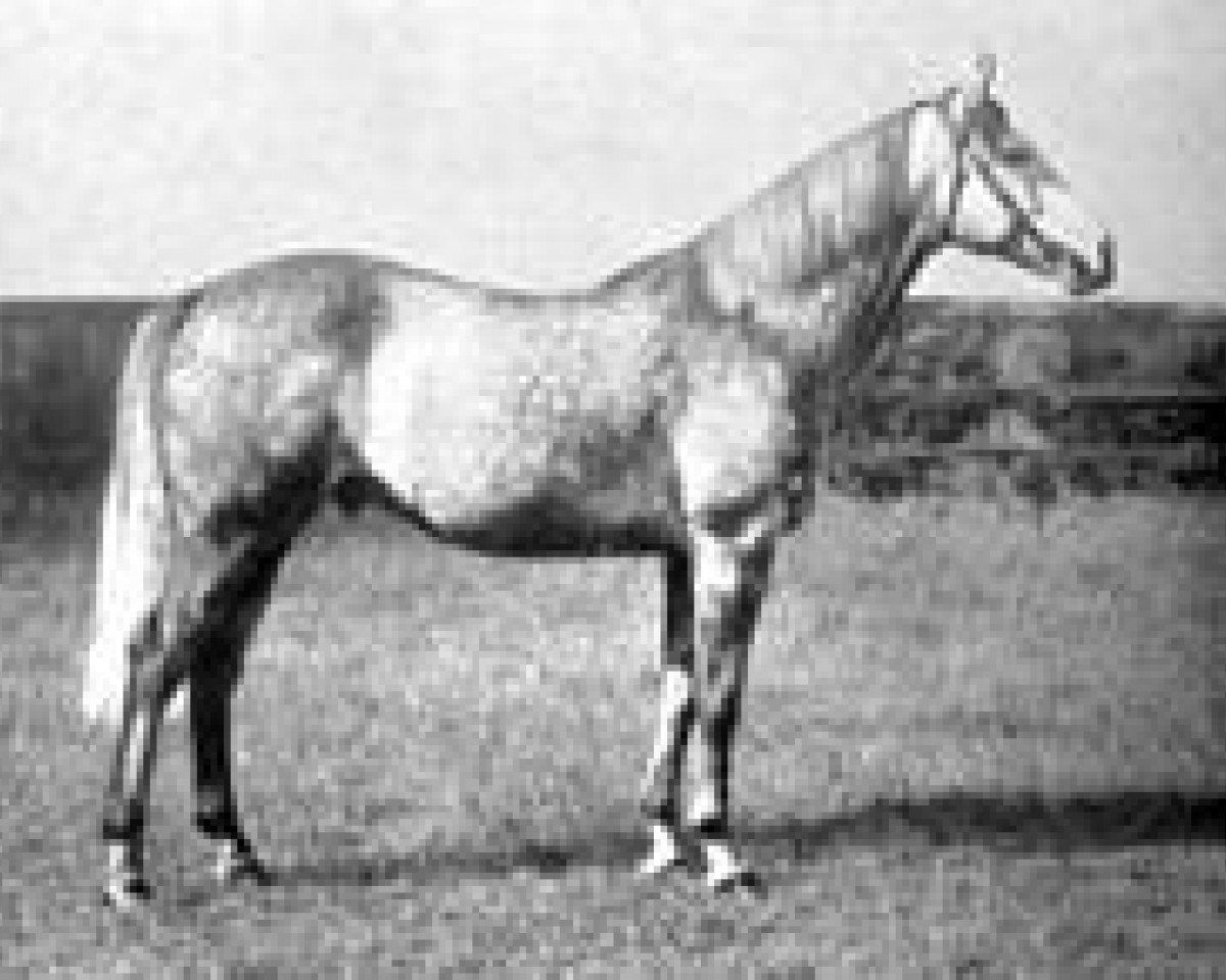 stallion Alishah xx (Thoroughbred, 1931, from Tetratema xx)