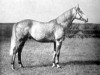 stallion Alishah xx (Thoroughbred, 1931, from Tetratema xx)