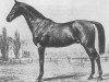stallion Venerato (Trakehner, 1852, from Dorimont (aka Dorimond))