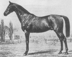 stallion Venerato (Trakehner, 1852, from Dorimont (aka Dorimond))