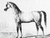 stallion Bagdadly 1809 ox (Arabian thoroughbred, 1809)