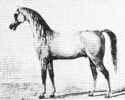 stallion Bagdadly 1809 ox (Arabian purebred, 1809)